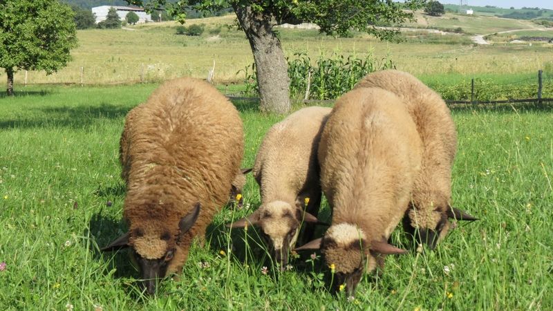 S trávou pomohou Ostravě ovce a kozy
